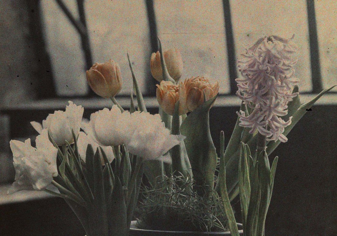 Jan Zdzisław Włodek :: Tulips and hyacinths. Greenhouse in Pędzichów, 1928. Autochrome of blooming tulips and hyacinths in the greenhouse of the Włodków villa in Kraków. | src Archiwum Rodziny Włodków z Dąbrowicy