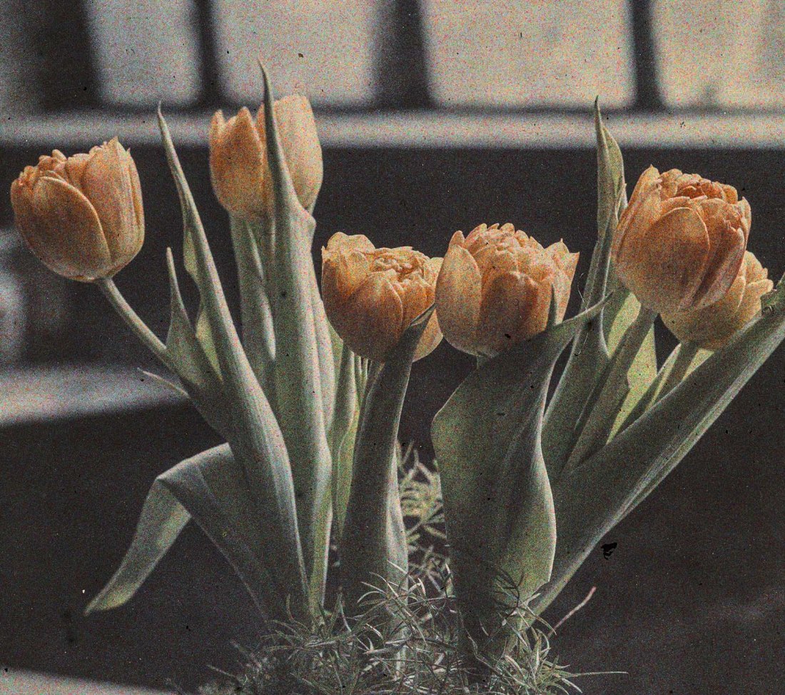 Jan Zdzisław Włodek :: Tulipany. Cieplarnia na Pędzichowie. Autochrome of blooming tulips in the greenhouse of the Włodków villa at Pędzichów, 1928. | Fundacja im. Zofii i Jana Włodków