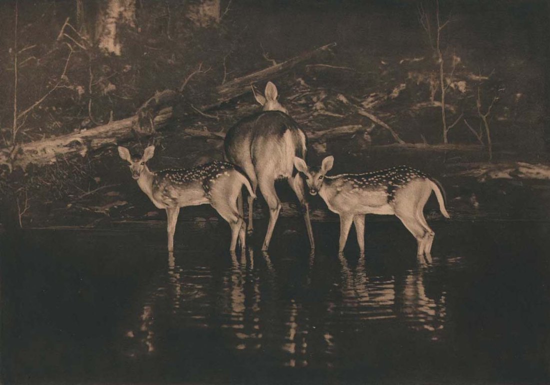 George Shiras, 3rd :: “A Doe and Twin Fawns” aka “Innocents Abroad” (taken 1896), printed 1916. Vintage photogravure published by the National Geographic Society, Washington, D.C. | src PhotoSeed