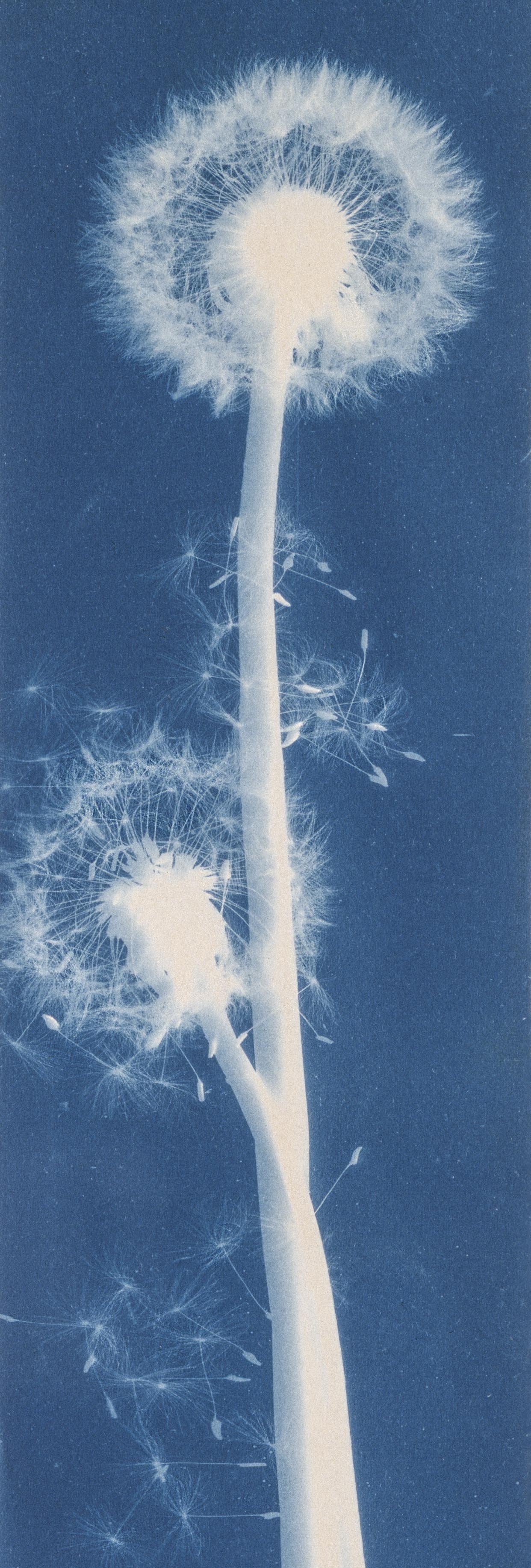 Bertha E. Jaques :: Dandelion Seeds, Taraxacium Officinale, ca. 1910, cyanotype photogram. (detail) | src Smithsonian American Art Museum