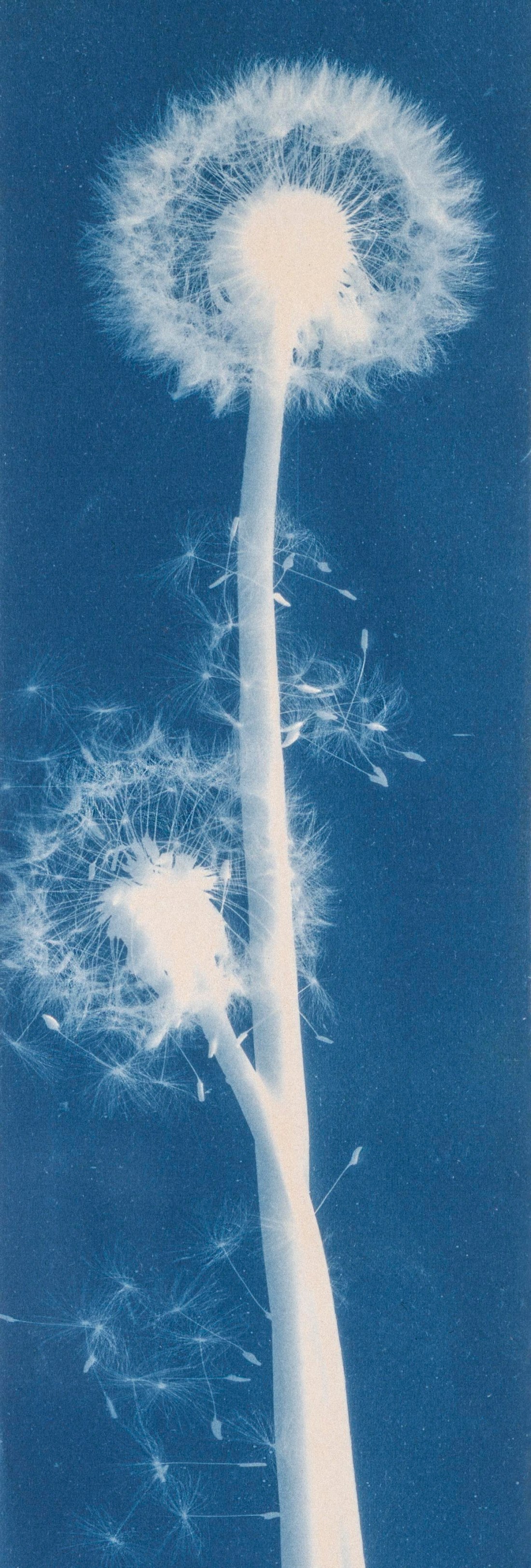 Bertha E. Jaques :: Dandelion Seeds, Taraxacium Officinale, ca. 1910, cyanotype photogram. | src Smithsonian American Art Museum