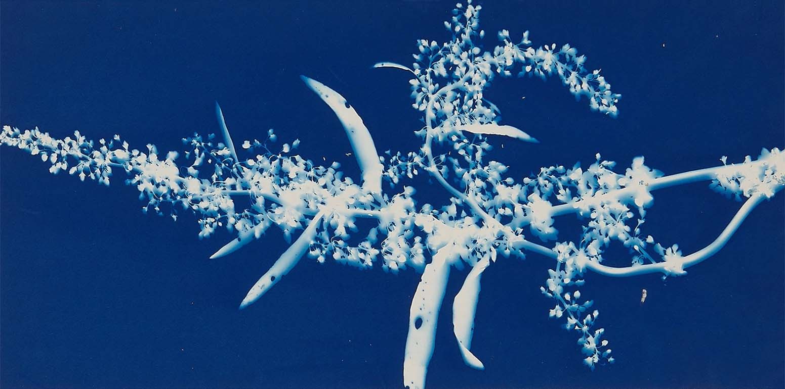 Bertha Evelyn Jaques :: Blossoms of Dock, 1910. Cyanotype. | src MutualArt