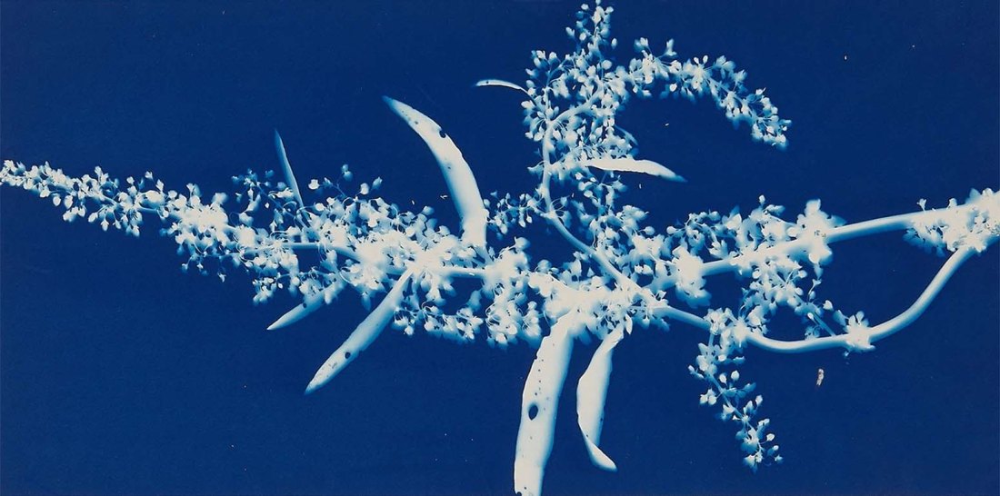 Bertha Evelyn Jaques :: Blossoms of Wild Dock, 1910. Cyanotype. | src MutualArt