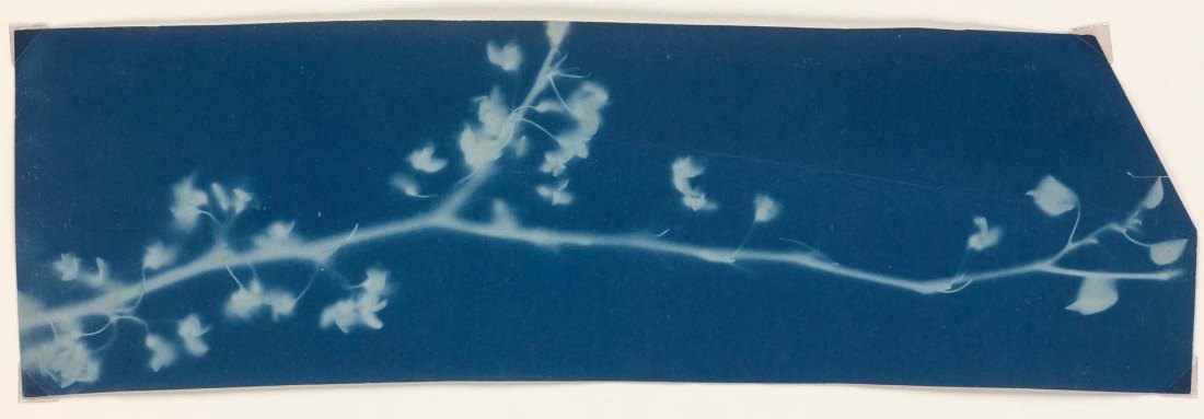 Bertha Jaques :: Photogram of a botanical specimen, 1900-1906. Cyanotype. | src MutualArt