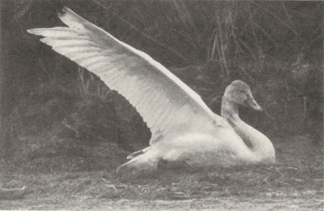 George Shiras 3rd :: Young swan suffering from lead poisoning. Published in Hunting wild life with camera and flashlight : a record of sixty-five years’ visits to the woods and waters of North America. Volume II, 1935. | src Memorial University of Newfoundland