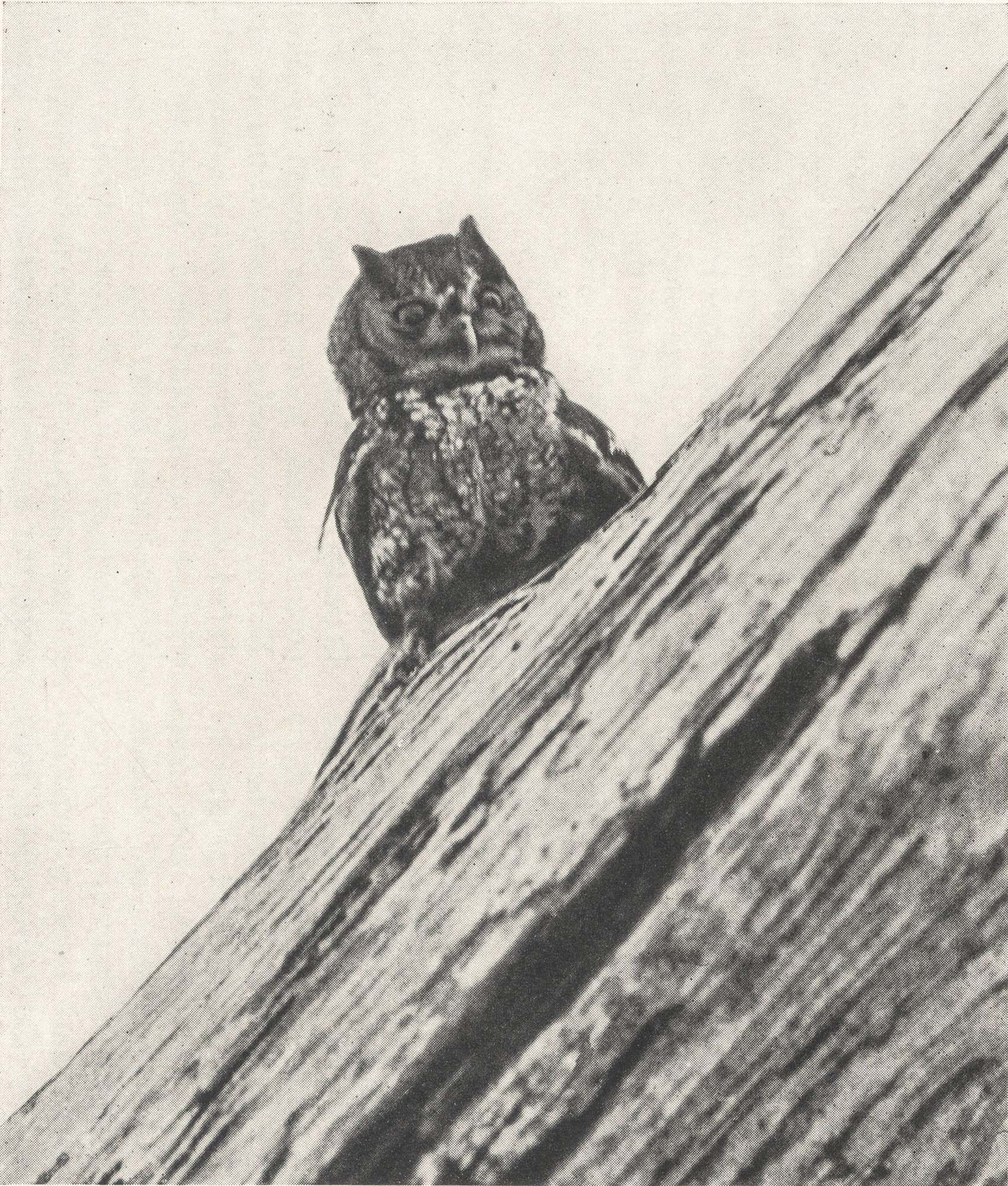 George Shiras 3rd :: Little screech owl. Published in Hunting wild life with camera and flashlight : a record of sixty-five years’ visits to the woods and waters of North America. Volume II, National Geographic Society, 1935. | src Memorial University of Newfoundland