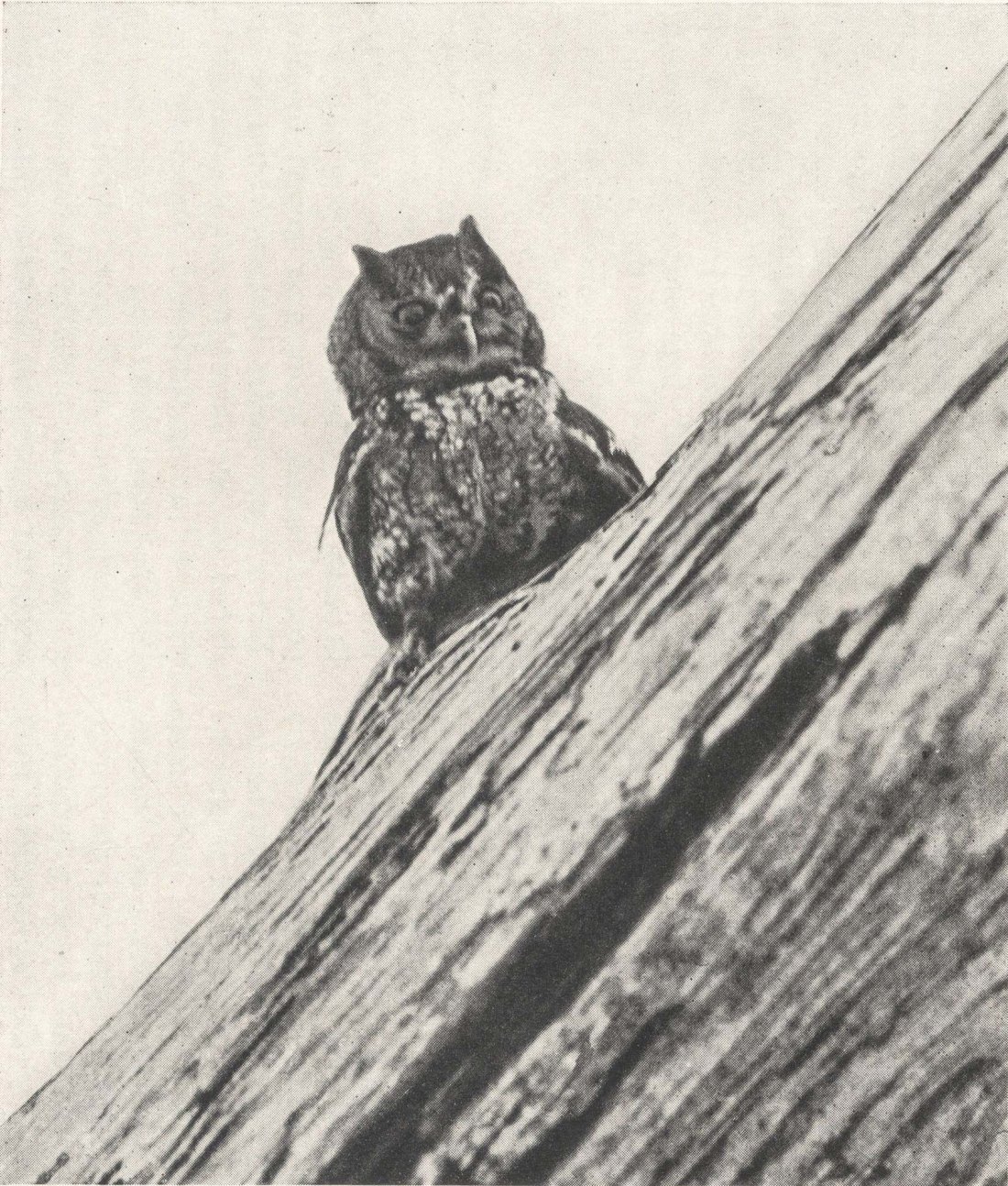 George Shiras 3rd :: Little screech owl. Published in Hunting wild life with camera and flashlight : a record of sixty-five years’ visits to the woods and waters of North America. Volume II, National Geographic Society, 1935. | src Memorial University of Newfoundland