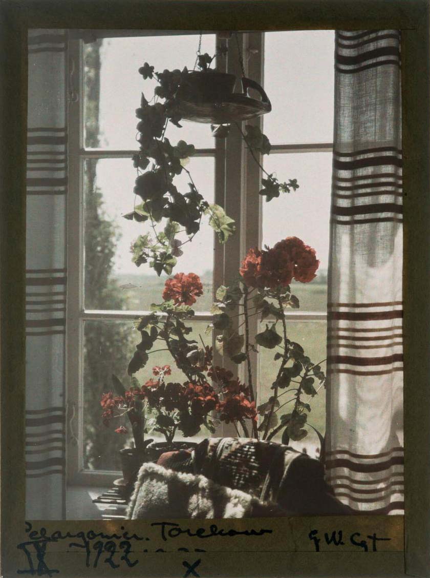 Gustaf Wernersson Cronquist (Sverige, 1878 - 1967) :: Pelargonia, Torekov, 1922  | src Moderna Museet