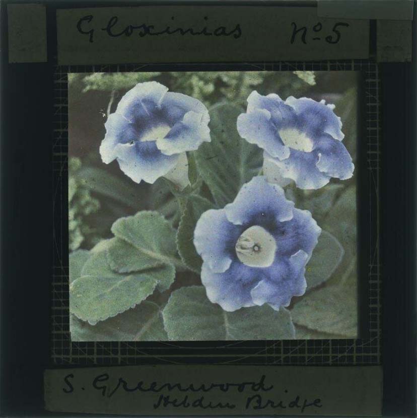 Sam Greenwood :: Gloxininias no. 5, ca. 1910, autochrome. | src V&A museum