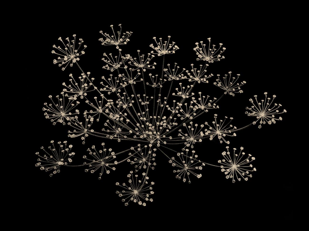 Paul Cupido :: Hanabi, 2022 © Paul Cupido – Courtesy of Bildhalle Amsterdam | src l'œil de la photographie