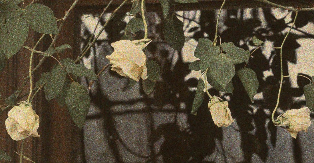 Jan Zdzisław Włodek :: Marechal Niel roses in the greenhouse at ul. Pędzichów, Boczna 5, 1925-1926. Autochrome. [full size] | src Fundacja im. Zofii i Jana Włodków