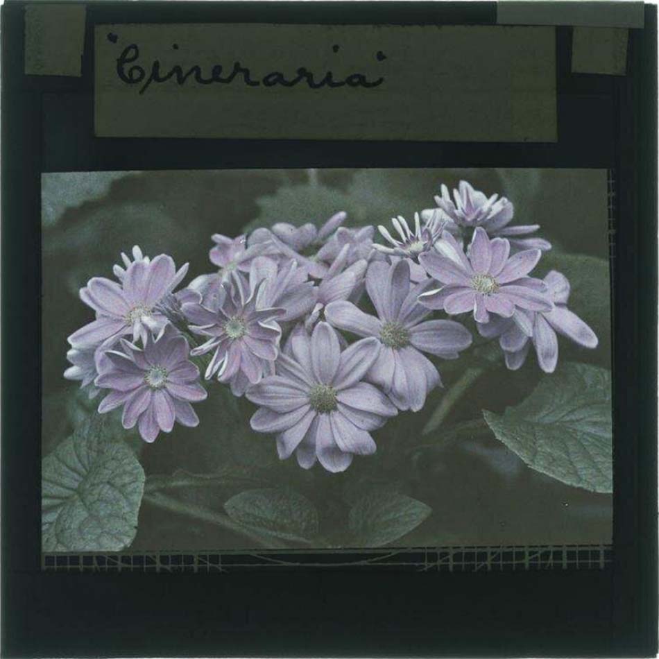 Sam Greenwood :: Cineraria, ca. 1910, autochrome. | src V&A museum
