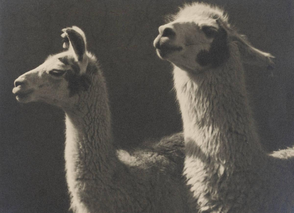 Roberto M. Gerstmann (1896 - 1960) :: Llama, Anderna, 1930-1950. Gelatin silver print. | src Moderna Museet