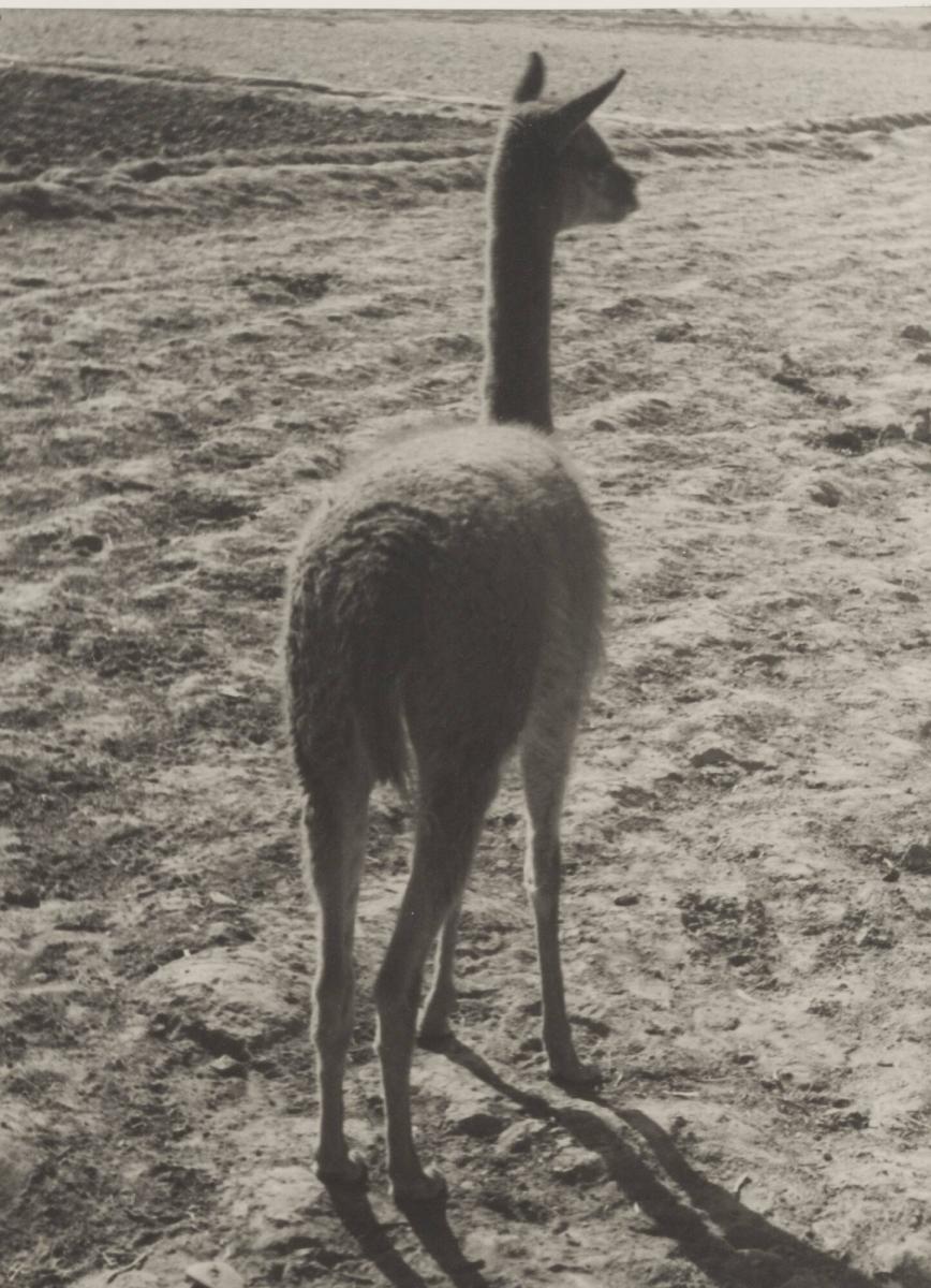 Roberto M. Gerstmann :: Vicuña, Andes, 1930-1950. Gelatin silver print mounted on board. | src Moderna Museet