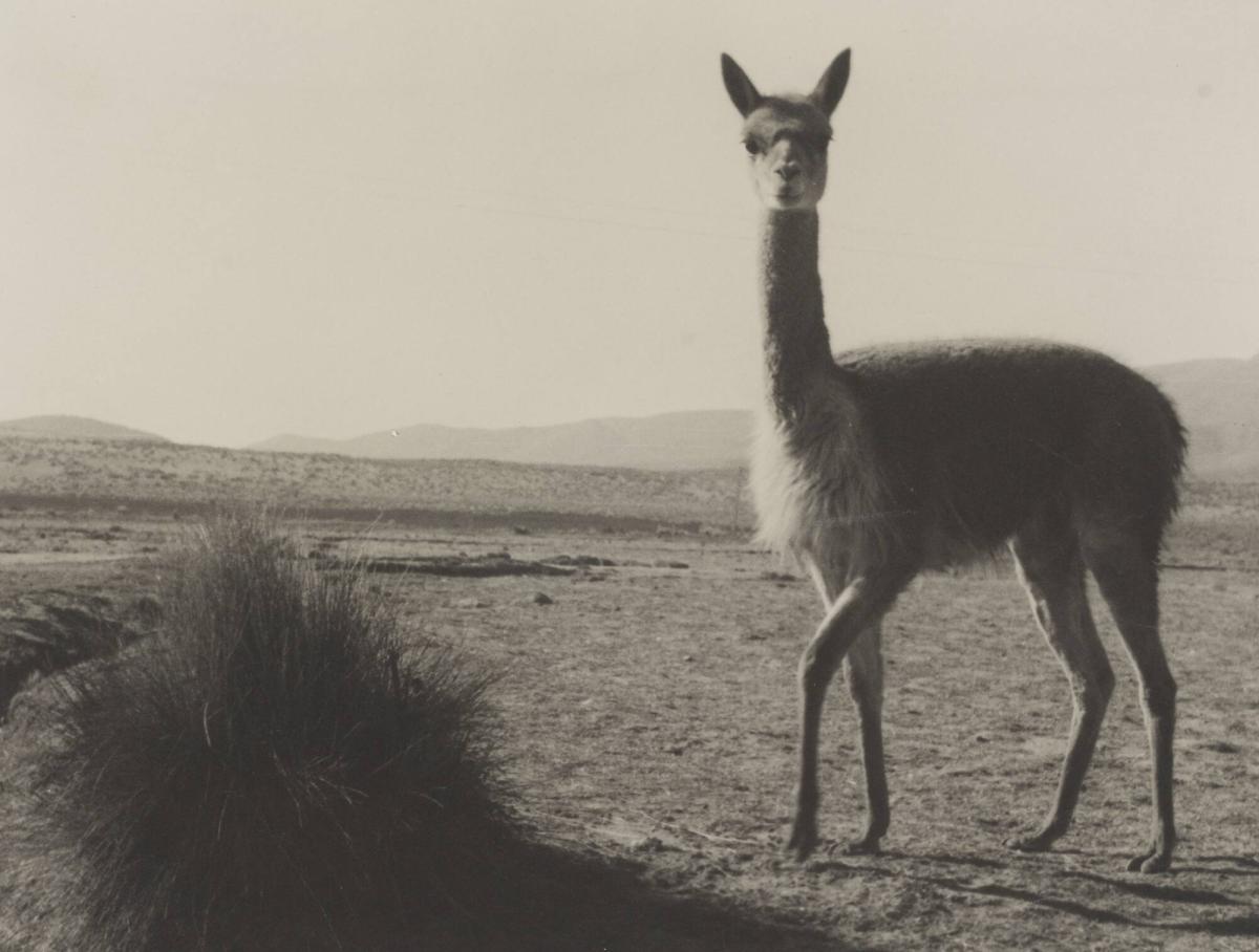 Roberto M. Gerstmann (Österrike, 1896 - 1960) :: Vicuña Andes 1930-1950. Gelatin silver print. | src Moderna Museet