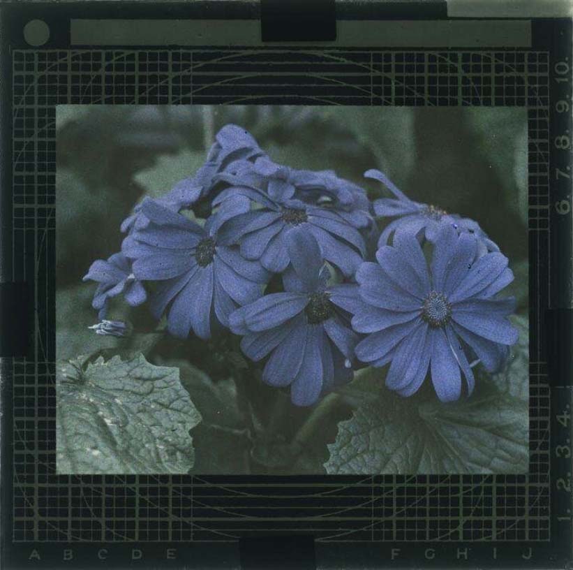 Sam Greenwood :: Blue flowers, ca. 1910, autochrome. | src V&A museum