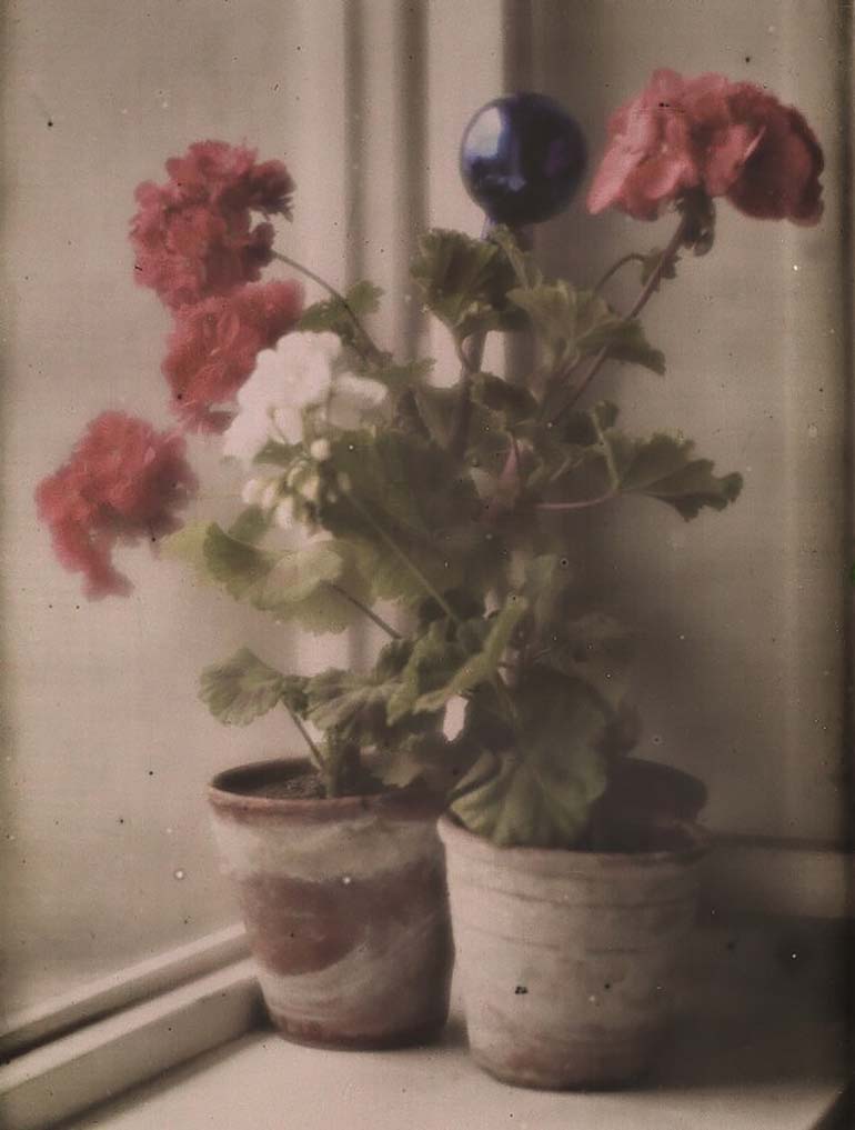Heinrich Kühn :: Stillleben mit Pelargonien (Still life with geraniums), 1907. Autochrome. | src ÖNB