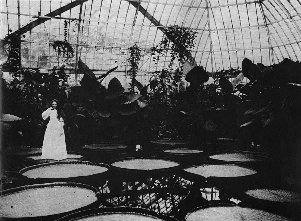 woman standing on giant lilypad, 1895