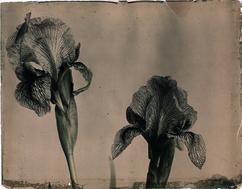 Leendert Blok (1895-1986) :: Iris, Arthemius, ca. 1927. Autochrome. | src Box Galerie 
