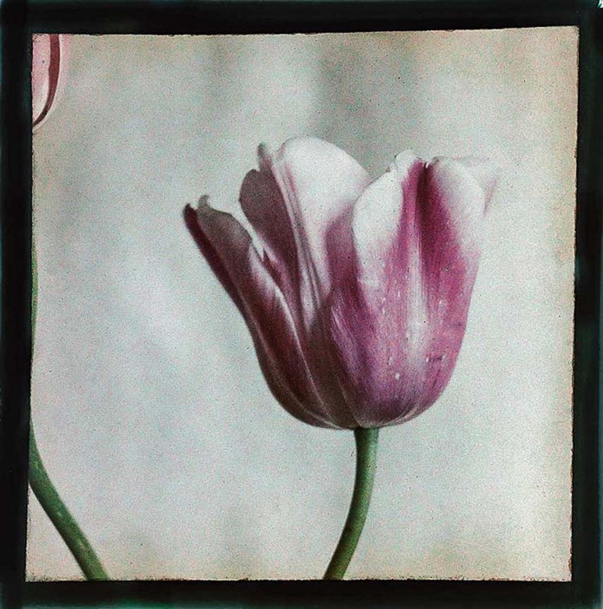 Leendert Blok :: Tulip, Copland's Favorite, The Netherlands, ca. 1927. Example of early photography made according to the Autochrome process. | src Collectie Spaarnestad