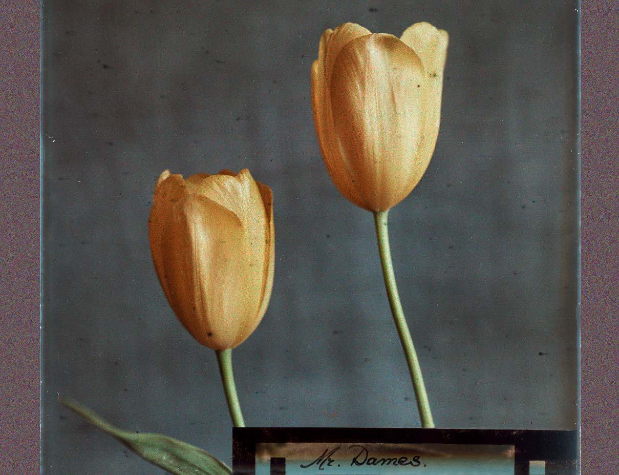 Leendert Blok :: Tulips, Mr. Dames, Lisse, The Netherlands, ca. 1927. Autochrome. Early colour photography. | src Nationaal Archief ~ Collectie Spaarnestad