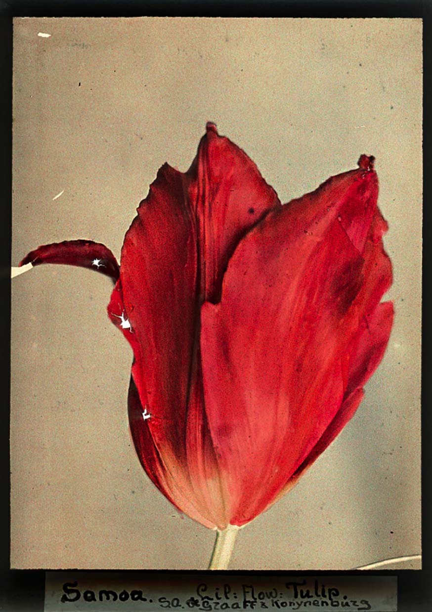 Leendert Blok :: Close up of a red tulip,Tulipa Samoa. Autochrome. Text accompaning picture: Samoa Lil. Flow.Tulip S.A de Graaff en & Konijnenburg. [Nederland, omstreeks 1927]. | src Nationaal Archief ~ Collectie Spaarnestad