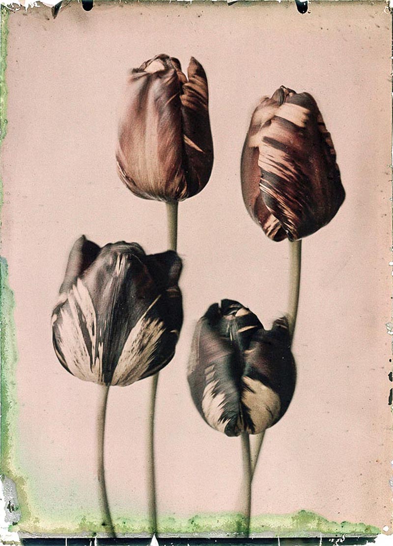 Leendert Blok :: Tulips. Absalon (above) and Gloria Nigrorum. The Netherlands, 1920-1935. Autochrome. Early colour photography. | src Box Galerie & The Garden of Delight