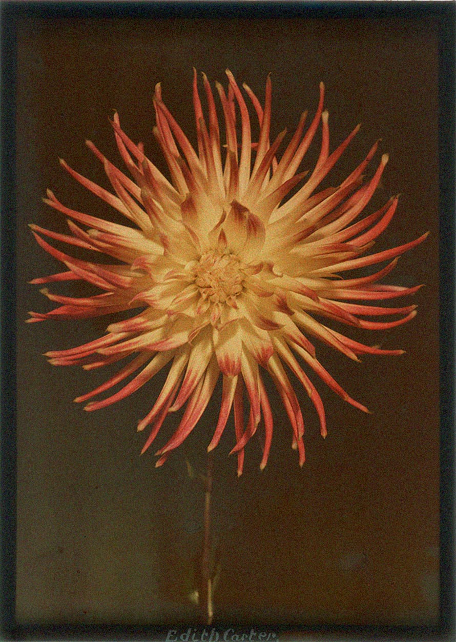 Leendert Blok (1895-1986) :: Dahlia, Edith Carter, ca. 1927. Autochrome. | src Box Galerie