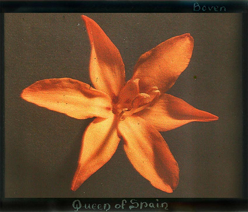 Leendert Blok :: Orange daffodil, Narcissus Queen of Spain. Example of early photography made according to the Autochrome process. [The Netherlands, ca. 1927.] | src Collectie Spaarnestad