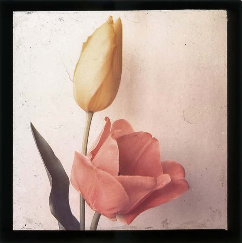 Leendert Blok :: Tulips. Examples of early color photography using the Spectracolor process, circa 1930. | src Het Parool and Galleryviewer