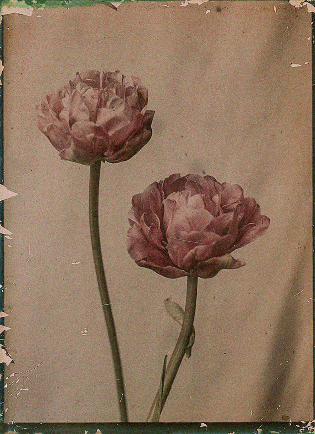 Leendert Blok (1895-1986) :: Tulipa, Eros, Nederland, ca. 1927. Tirage aux encres pigmentaires. | src Les extravagantes ~ Box Galerie