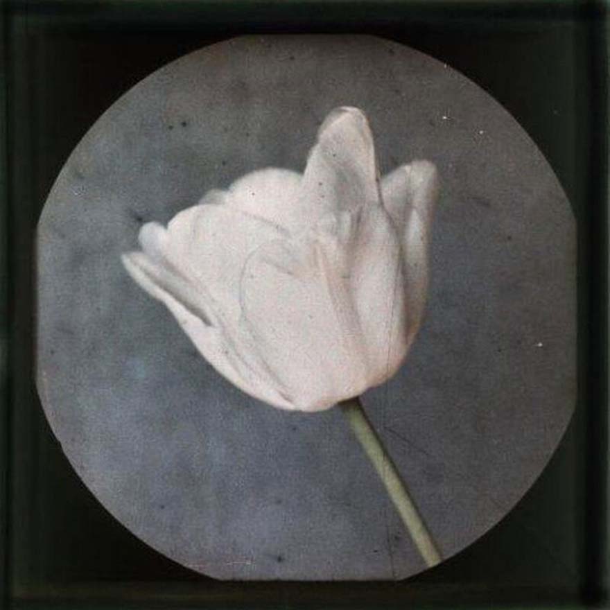 Leendert Blok :: Floriculture, tulips. Example of early photography made according to the autochrome process. The Netherlands, ca. 1927. | src Nationaal Archief ~ Collectie Spaarnestad
