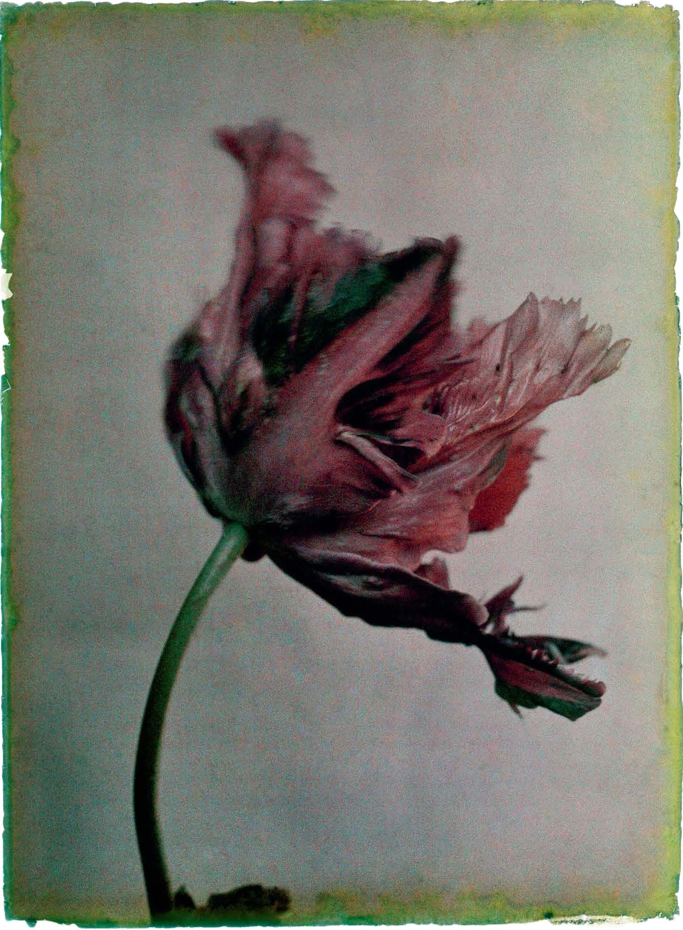 Leendert Blok :: Tulip Black Parrot, The Netherlands, precise location unknown, ca. 1927. Autochrome. Early colour photography. As it appears in Les extravagantes, Editions Xavier Barral, 2015. | src l'œil de la photographie