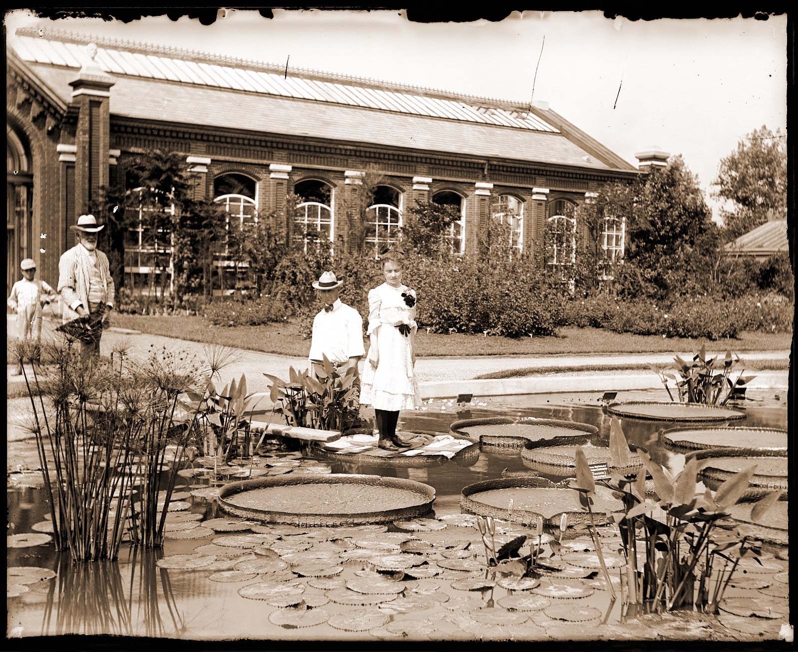 Woman standing on a leaf of Victoria cruziana in the lily pond in front of the Linnean House of the Missouri Botanical Garden, 1902. 
Notice the wood sheet used to distribute her weight, so as to prevent the ripping of the delicate leaf, 1902 | Missouri Botanical Garden