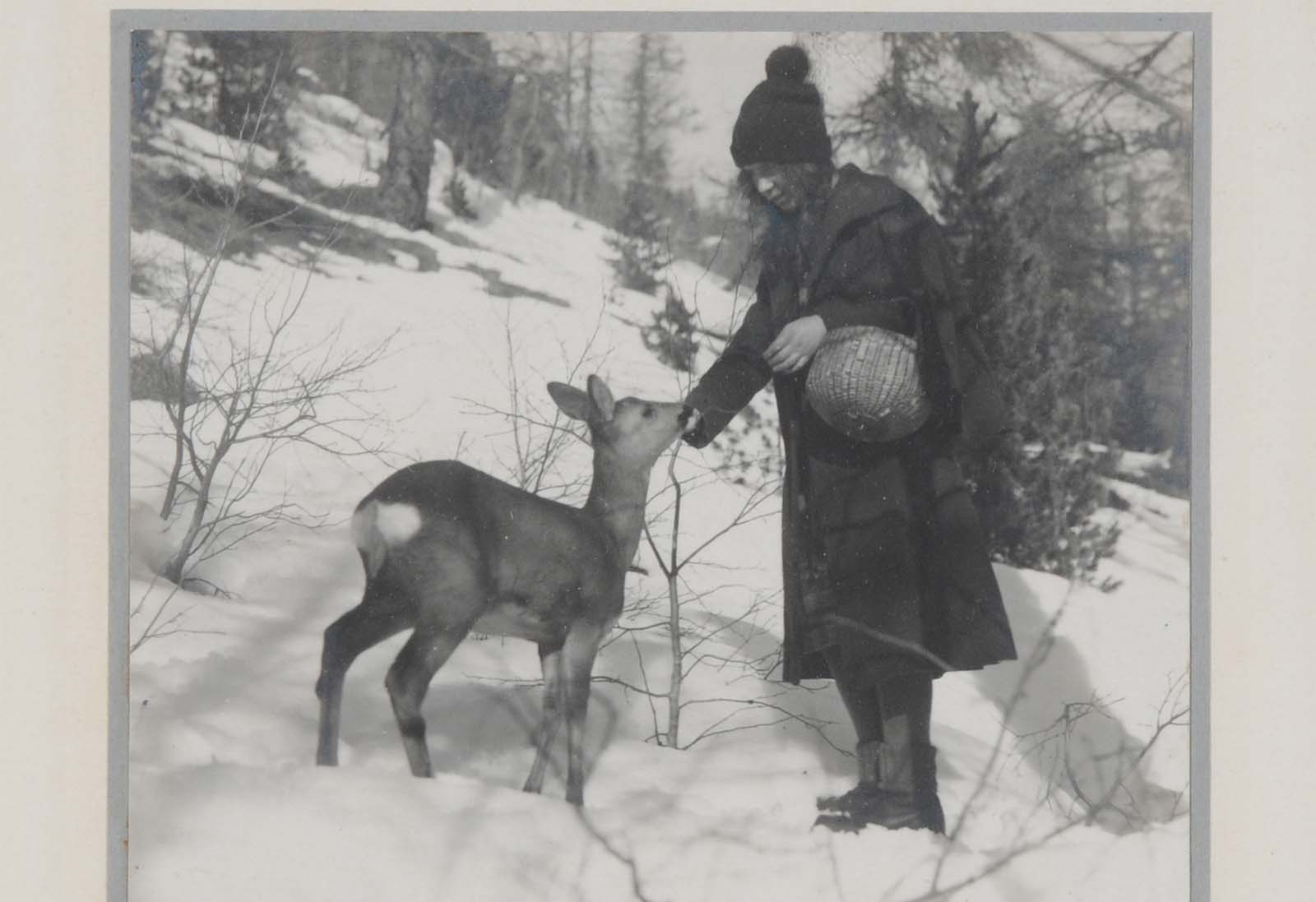 woman feeding deer in the swiss alps in deep snow