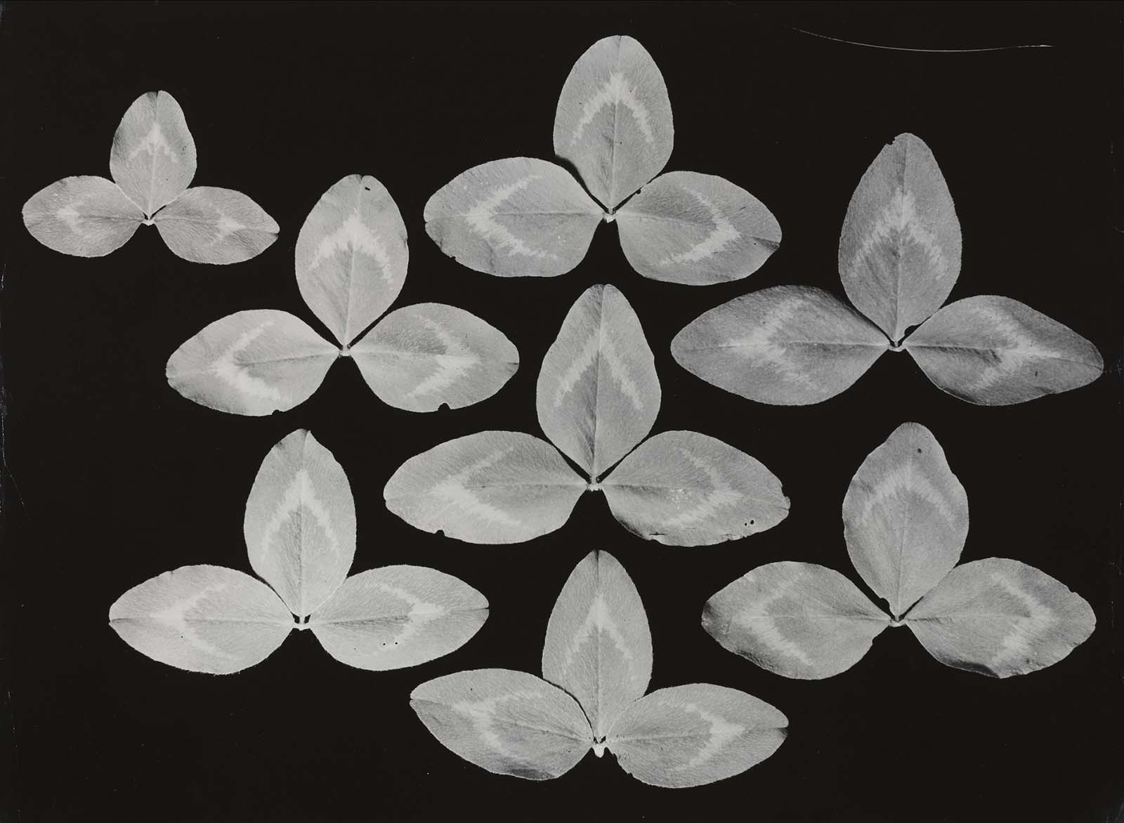 Binia Bill :: Ohne titel, Pflanze, 1930s. Silbergelatineabzug. | src Fotostiftung Schweiz