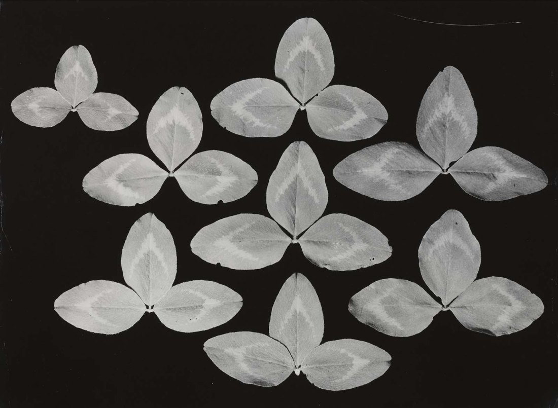 botanical composition