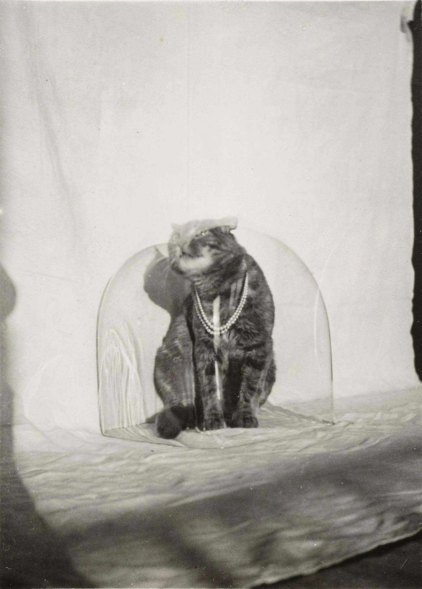 Claude Cahun (Lucy Schwob) :: Chat à la vasque, 1925 - 1930. Vintage silver print on Velox paper. | src Sotheby's