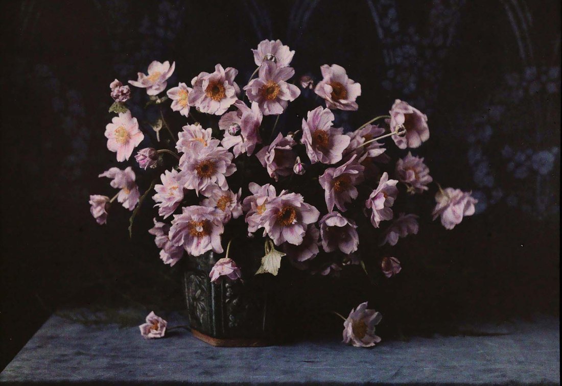 vase with anemones autochrome