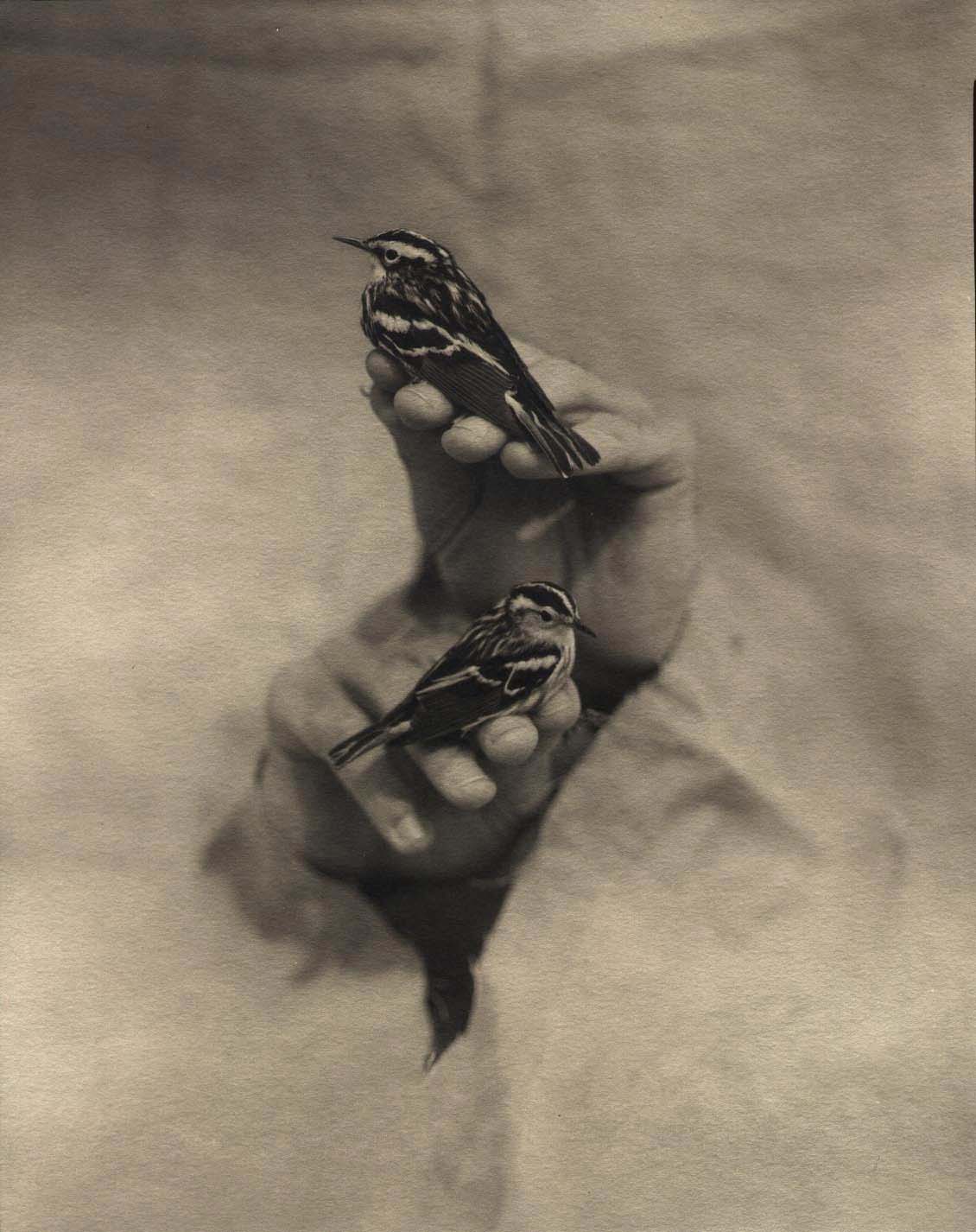 Victor Schrager :: Black and White Warblers, 1996 © Victor Schrager | Courtesy Edwynn Houk Gallery, New York
