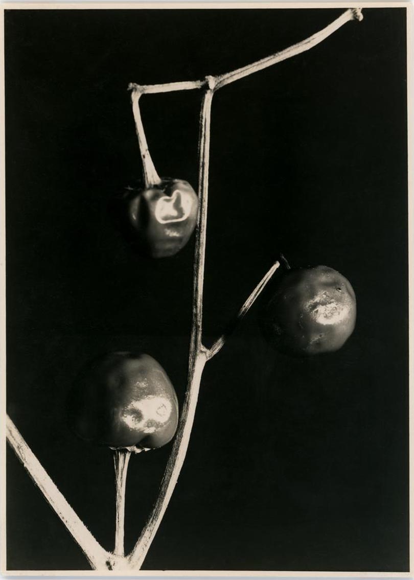 Aenne Biermann (1898-1933) :: Paprika, 1928. Gelatin silver print © Collection Biermann family 
From : Aenne Biermann: Up Close and Personal at Tel Aviv Museum of Art