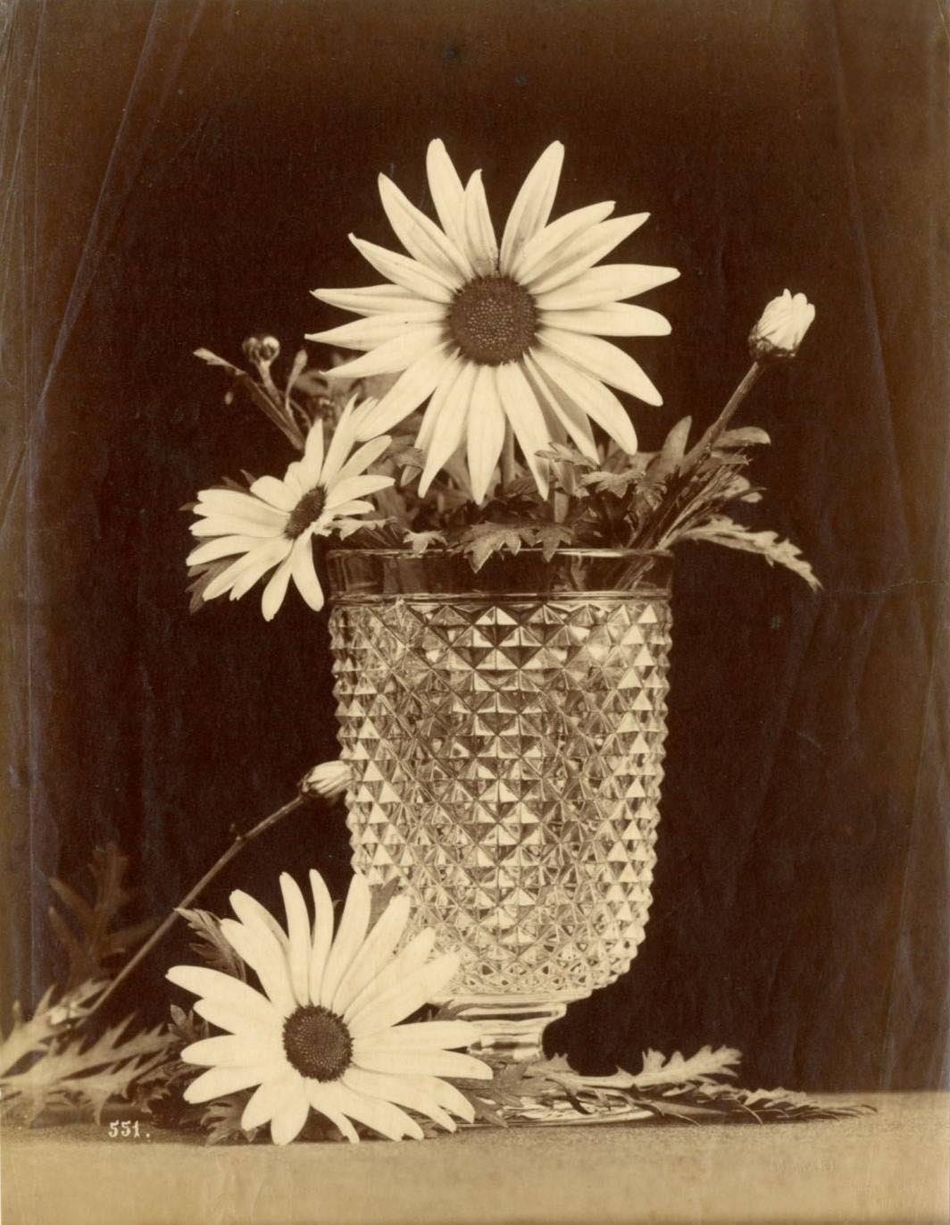 Étude de marguerites, ca. 1880. Tirage Albuminé. numeroté 551 dans l'image | src Millon