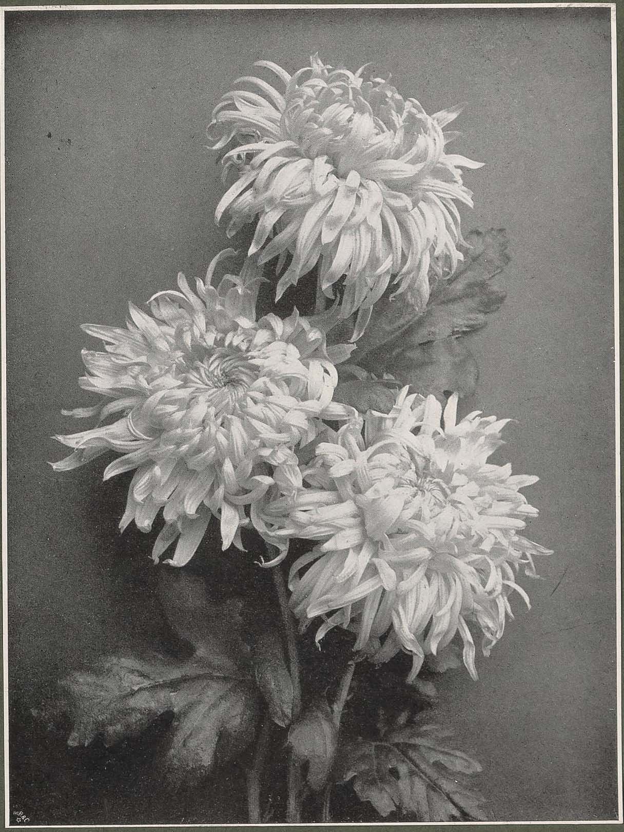 Edward Seymour :: Flower Study, ca. 1905. Die Kunst in der Photographie 1905
