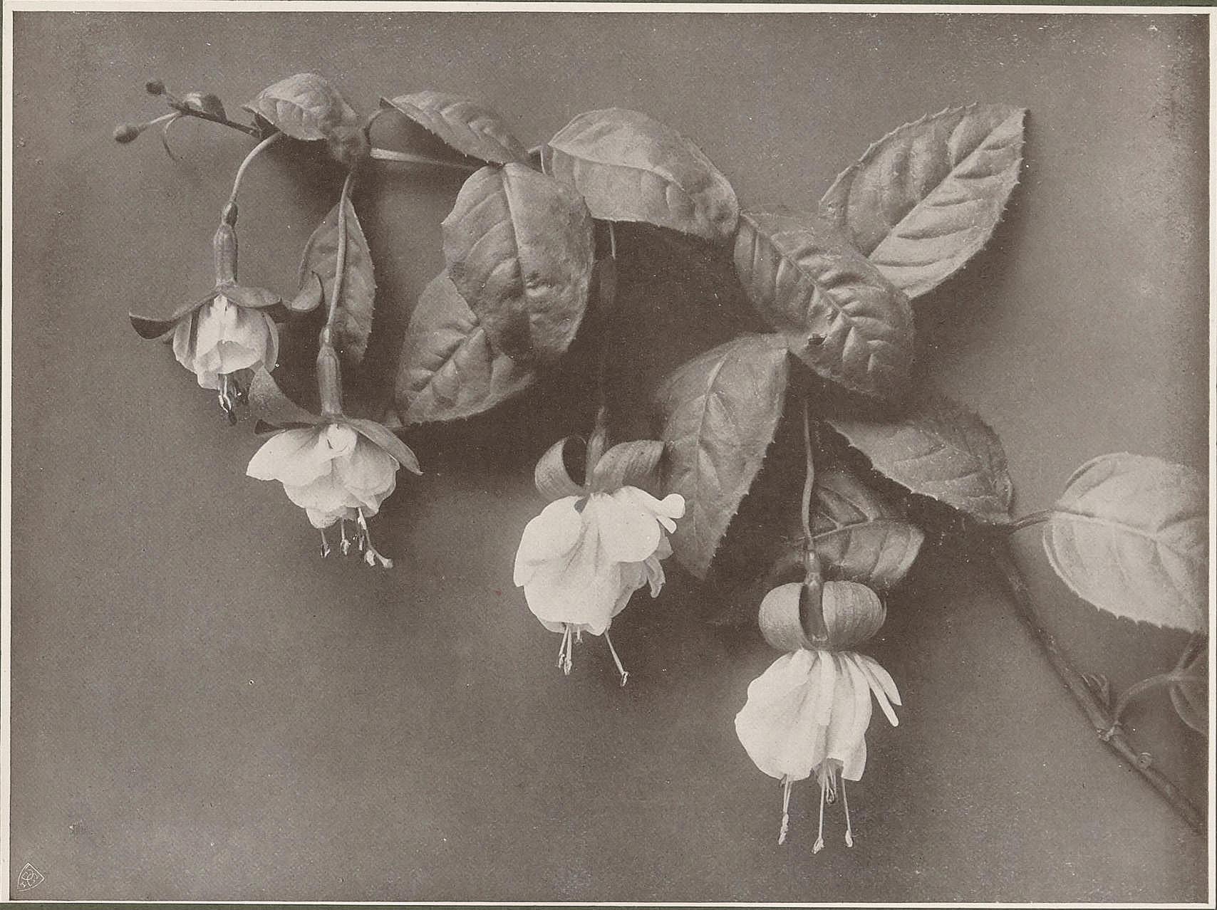 Edward Seymour :: A Decorative Study, ca. 1905. Die Kunst in der Photographie 1905