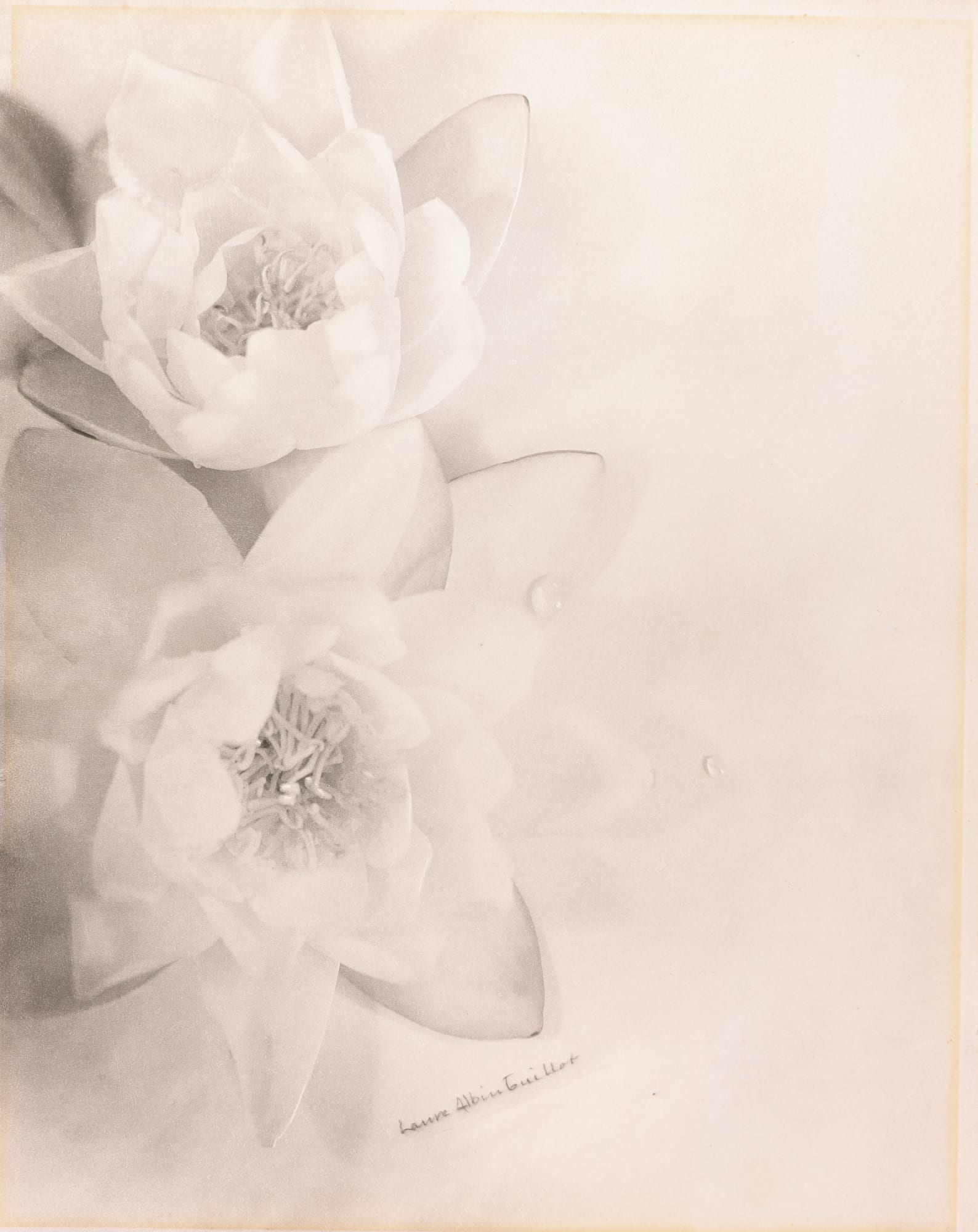 Laure Albin-Guillot :: Étude de Fleurs [water lilies (?)], ca. 1930. Vintage Fresson print. | src Seagrave Gallery
