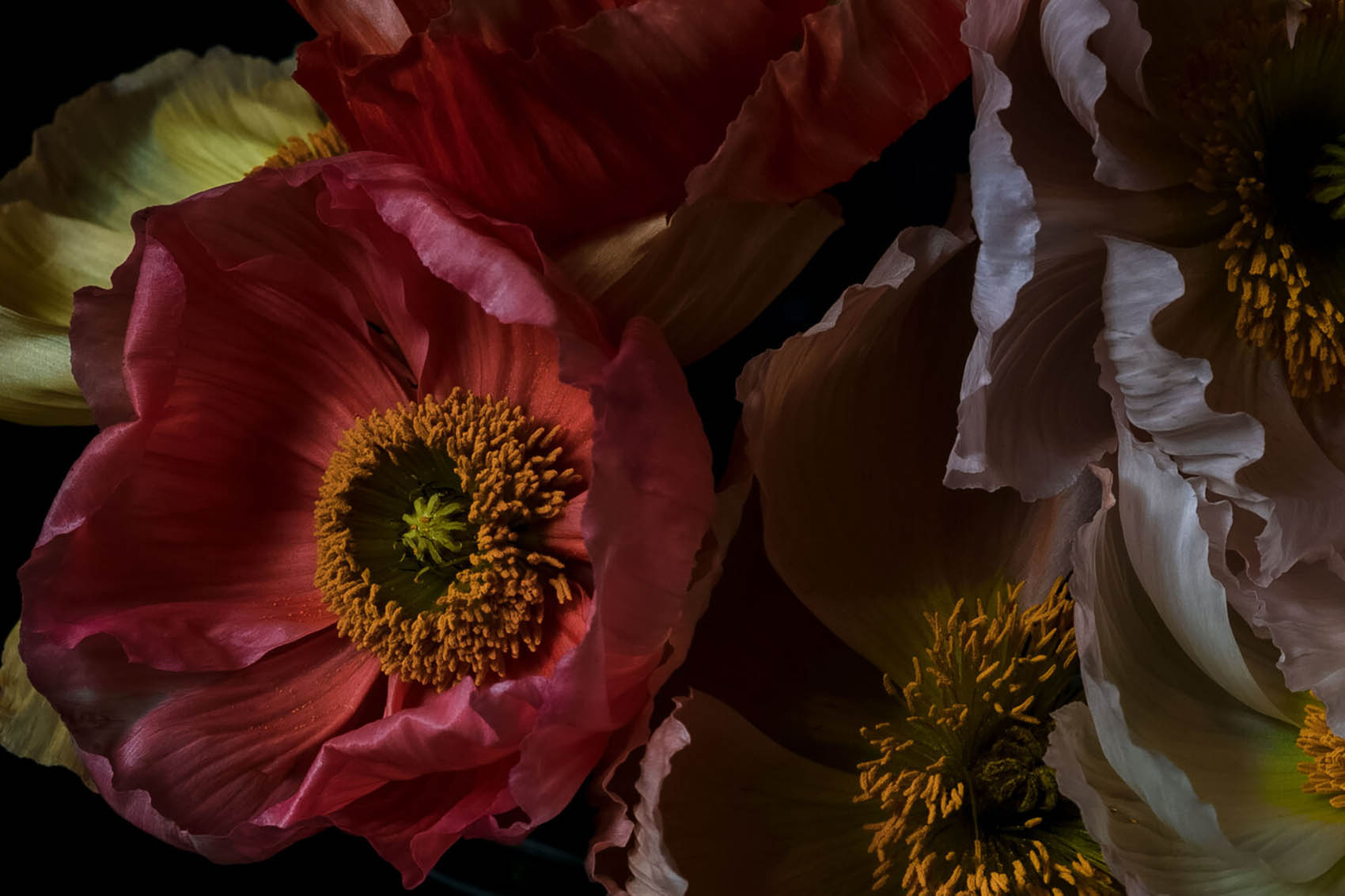 Stella Gommans :: A Gorgeous Mess From : "Flowers in Dutch Light" at Elliott Gallery