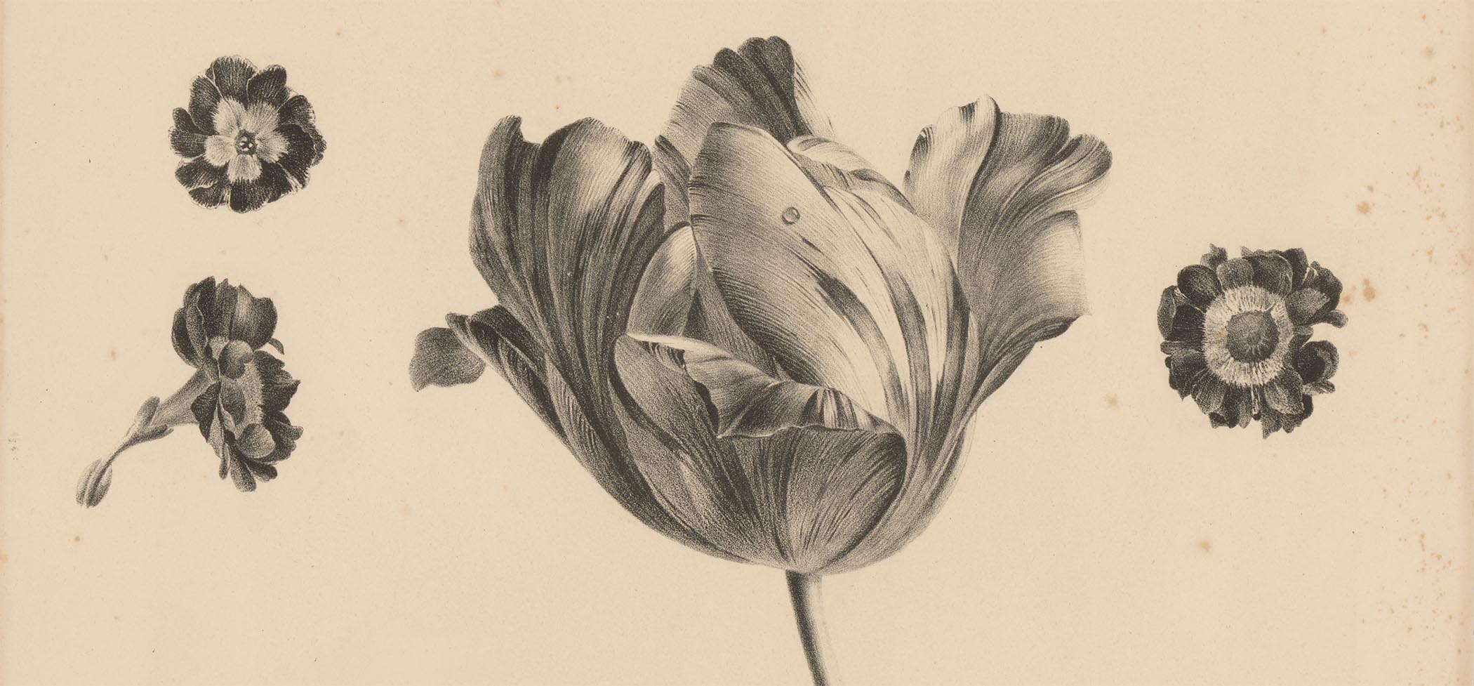 Tulp en andere bloemen Anton Weiss Rijksmuseum RP-P-OB-19.551