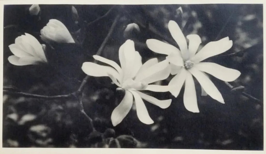 pictorialism, flowers, 1910s, 1920s
