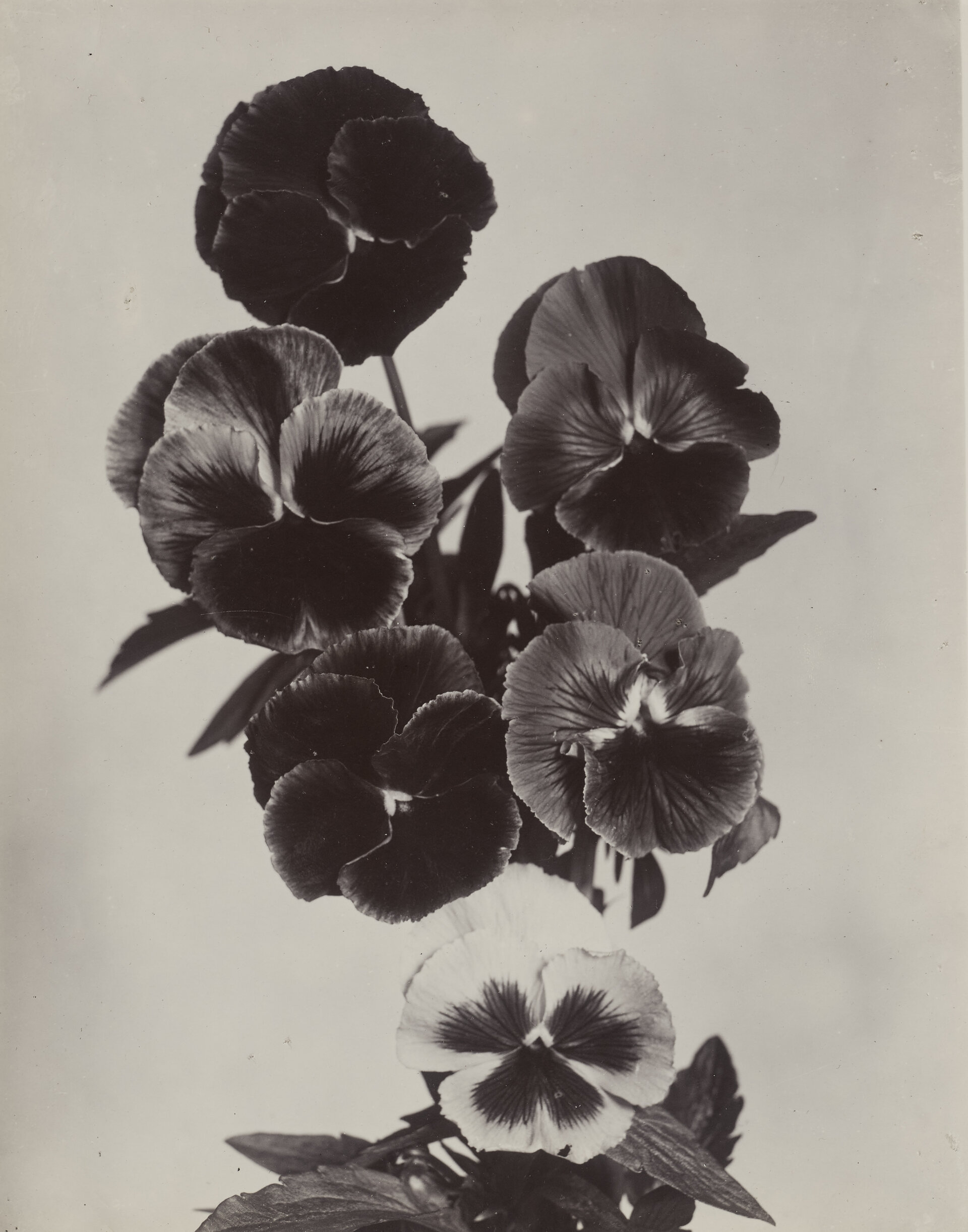 Charles Jones :: Pansies - Mixed, ca. 1900. Monogrammed and titled in pencil on the verso. | src Lempertz