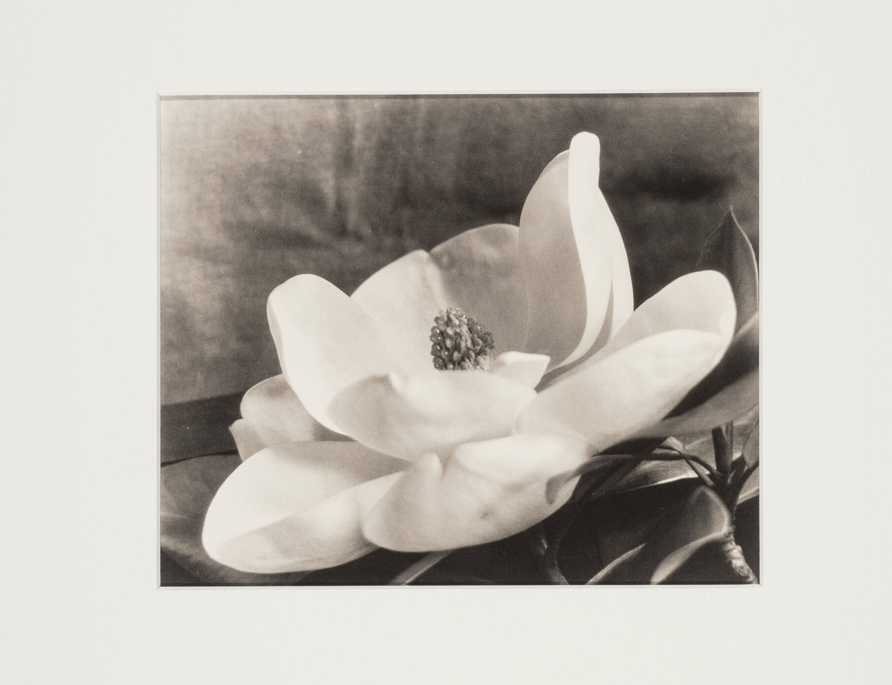 Imogen Cunningham :: The First Magnolia, circa 1923. Platinum print. | src Heritage Auctions